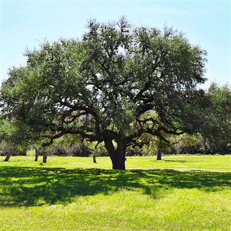 oak tree pictures|pictures of live oak trees.